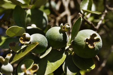 Jojoba fruits on branch in a sunny  day , in the background fruits out of focus , macro lens clipart