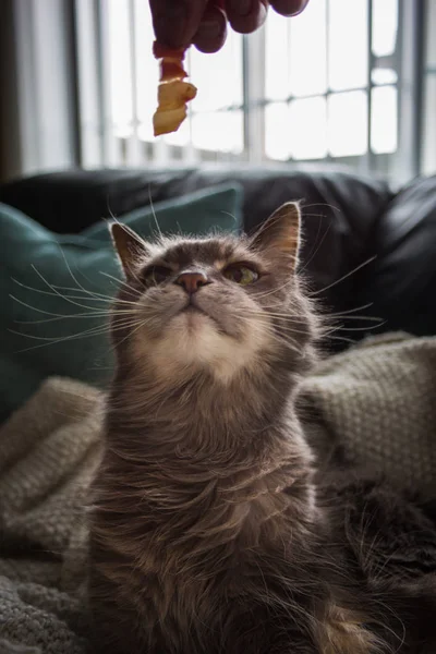 Vahşi kedi bıyığı ile eski Gri kedi