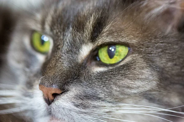 Makroda yeşil gözlü eski Gri kedi