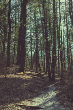 Uzun boylu ormanda bahar güneşli buzlu yol