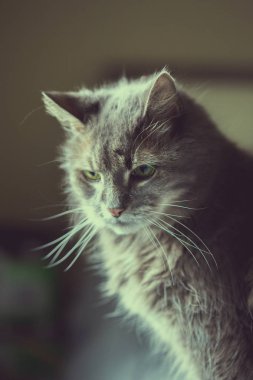 Gri kedi deli bıyık dikkatle penceresine bakarak ile