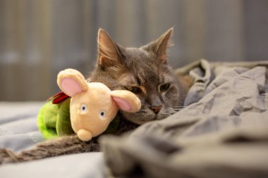 Yaşlı gri kedi yatakta oyuncak fare snuggling