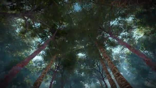 Pine Tree Tops Forest — Stock Video