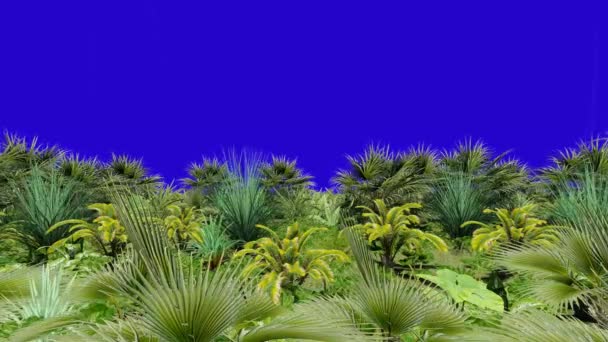 森林蓝屏边缘 — 图库视频影像