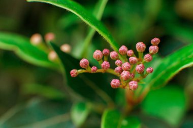 Bitki yaprağının fotoğrafını kapat.