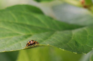 Yaprak üzerinde sürünerek hanımefendi böcek