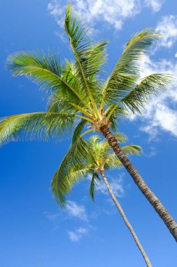 Mavi gökyüzüne karşı palmiye ağaçları