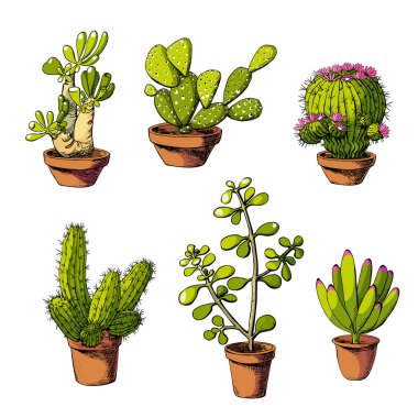 Vektör el izole edilmiş kaktüs ve sulu kaktüs seti. Çiçek saksılarında şirin yeşil kaktüsler.