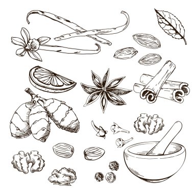 Otlar ve baharatlar vektör arka plan el ile çizilmiş. Organik ve taze baharatlar illüstrasyon.