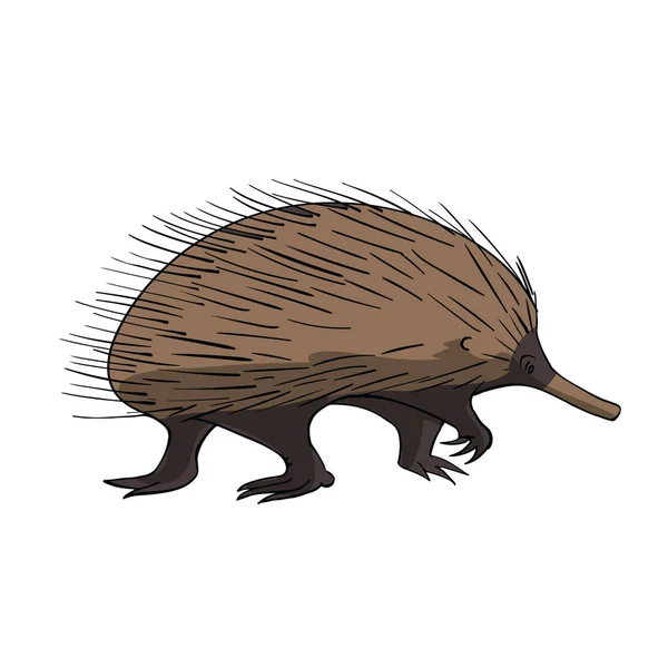 Echidna. Hand drawing sketch on white background. — Stock Vector