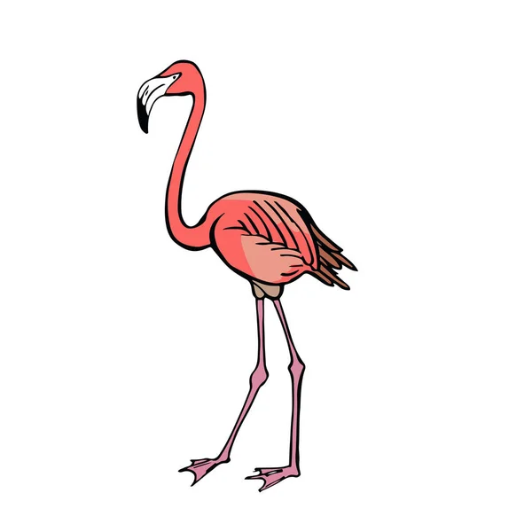 Flamingo. Handzeichnung Skizze auf weißem Hintergrund. — Stockvektor