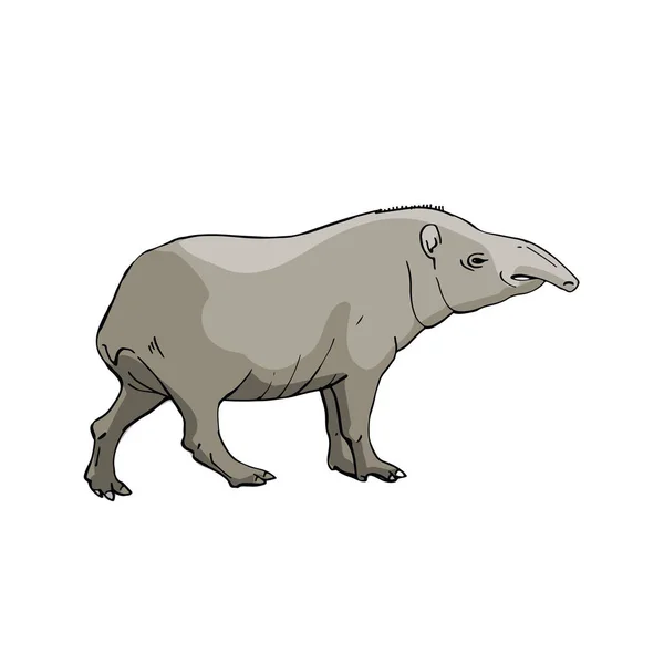 Tapir. Dibujo a mano sobre fondo blanco — Vector de stock