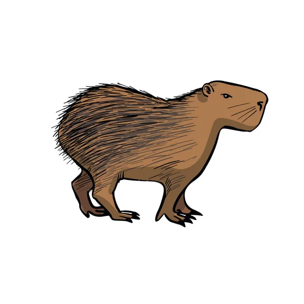 Capybara . Desen de mână schiță pe fundal alb . — Vector de stoc