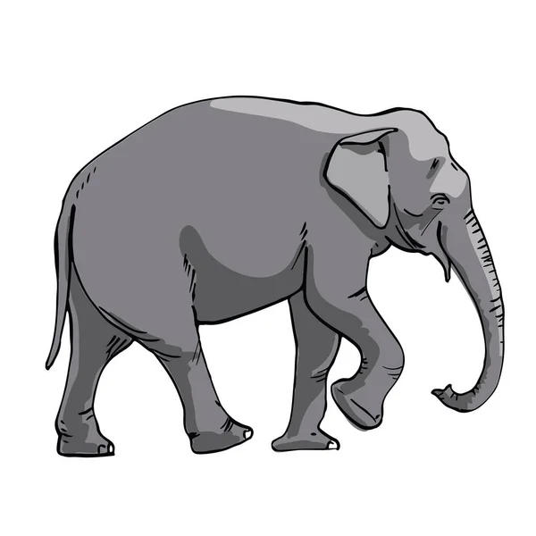 En indisk elefant. Handritning skiss på vit bakgrund. — Stock vektor