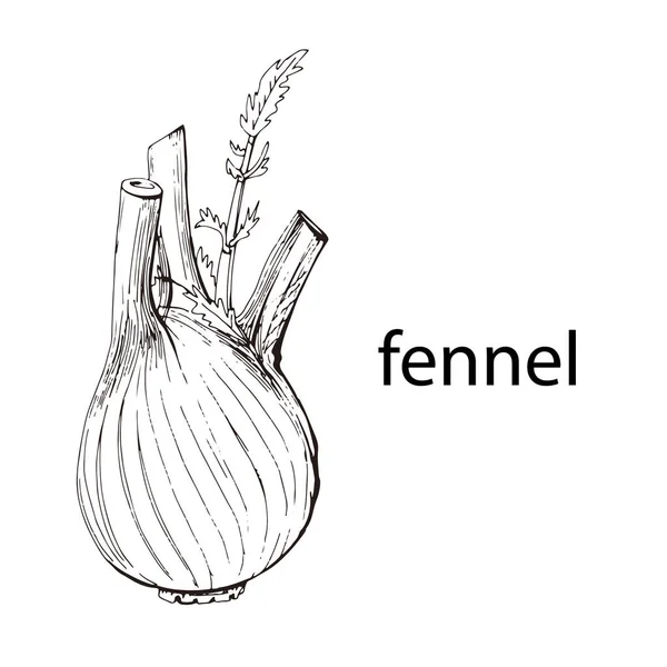 Fennel root plant. Hand drawn sketch vector illustration isolated on white. Spicy herbs. Fennel Doodle design cooking ingredient for food. Seasoning spice herb. — 스톡 벡터