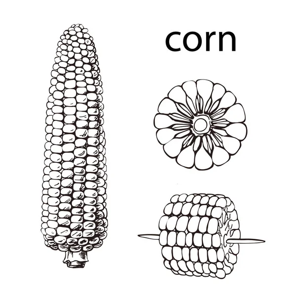 Кукуруза, кукуруза или зеа, винтажная гравировка. Монохромная иллюстрация с кукурузой на светлом фоне. Иллюстрация, вектор, изолированный. — стоковый вектор