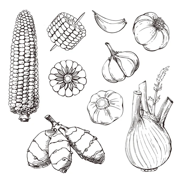 Kézzel rajzolt zöldség készlet. Élelmiszer vázlat gyűjteménye. Vektoros illusztráció — Stock Vector