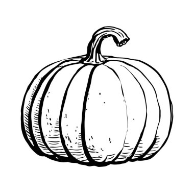 Beyaz arka plan üzerinde izole kabak kroki mürekkep. El vektör çizim çekilmiş. Retro tarzı.