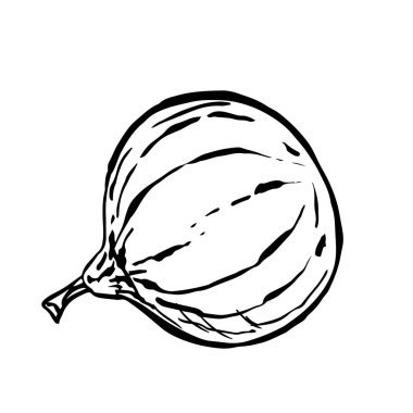 Beyaz arka plan üzerinde izole kabak kroki mürekkep. El vektör çizim çekilmiş. Retro tarzı.