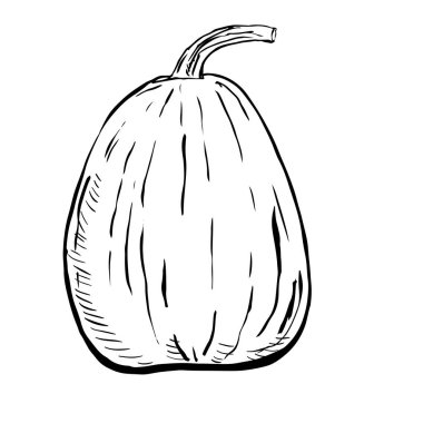 Beyaz arka plan üzerinde izole kabak kroki mürekkep. El vektör çizim çekilmiş. Retro tarzı.