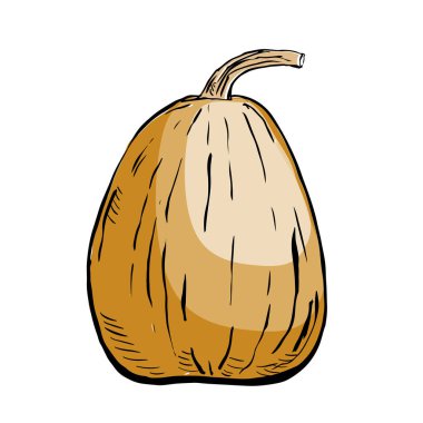 Beyaz arka plan üzerinde izole kabak kroki mürekkep. El vektör çizim çekilmiş. Retro tarzı.