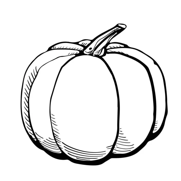 Esbozo de tinta de calabaza aislada sobre fondo blanco. Ilustración vectorial dibujada a mano. Estilo retro . — Vector de stock