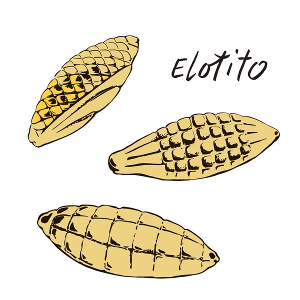 A set of three types of traditional Mexican bread "Elotito" . Color image in the style of the sketch. — 스톡 벡터