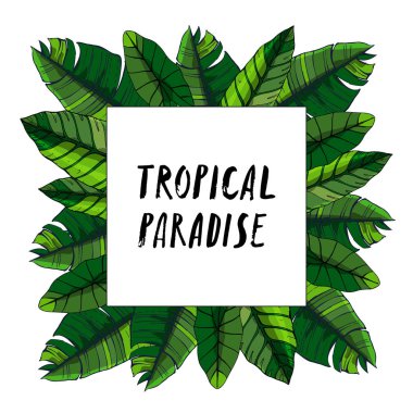 Tropik yapraklar koleksiyonu. Beyaz arkaplanda izole edilmiş vektör ögeleri.