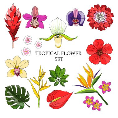 Egzotik çiçek ve yaprakları ile tropikal toplama. Vektör tasarım izole öğeleri beyaz arka plan üzerinde.