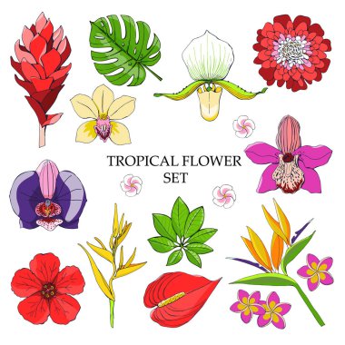 Egzotik çiçek ve yaprakları ile tropikal toplama. Vektör tasarım izole öğeleri beyaz arka plan üzerinde.