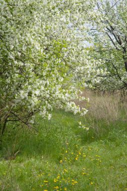 Bahar bahçe çiçek açan elma