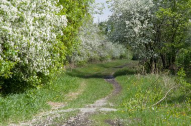 Bir bahar parkta blooming elma ağaçlarının arasında bir yol