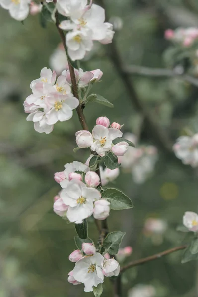 Vita och rosa blommor i ett äppelträd — Stockfoto