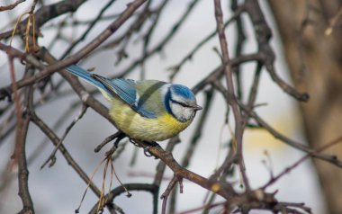 Bir ağaç dalı baştankara oturur