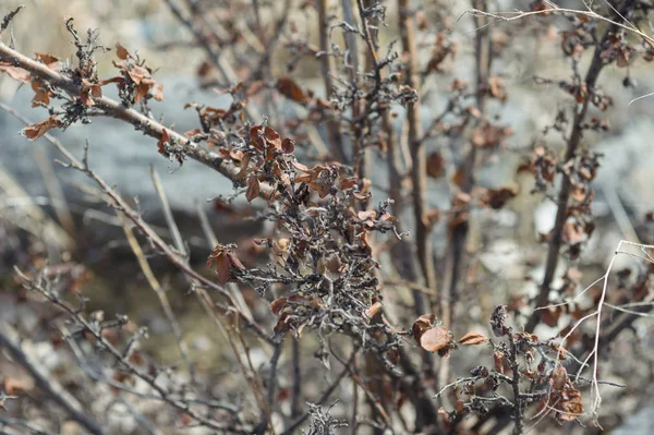 Branches of a dead shrub with dried leaves — Stock Photo, Image