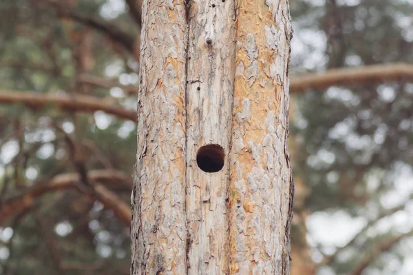 Hueco en el tronco de un pino — Foto de Stock
