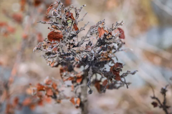 Branches of a dead shrub with dried leaves — Stock Photo, Image