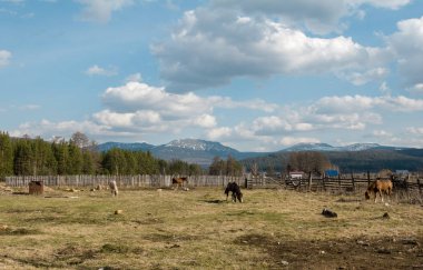 Atları Dağları'nın arka plan alanını otlatmak