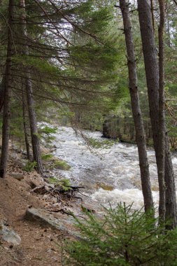 Bir orman gorge bir dağ nehir akar
