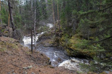 Bir orman gorge bir dağ nehir akar
