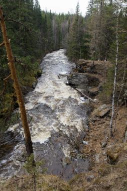 Bir orman gorge bir dağ nehir akar