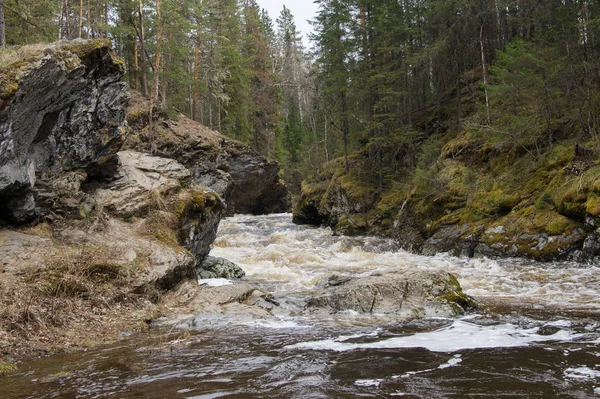 A mountain river flows in a forest gorge — Stock Photo, Image