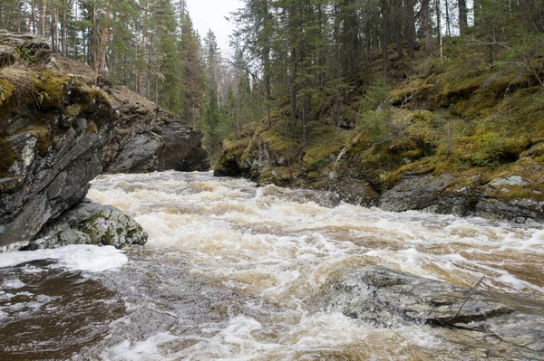 A mountain river flows in a forest gorge — Stock Photo, Image