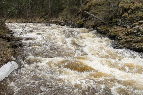 A mountain river flows in a forest gorge — Stock Photo, Image