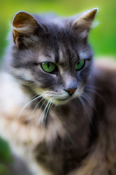 Portrait Green Eyed Cat — Stock Photo, Image