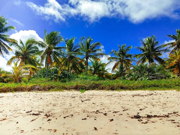 Plage Tropicale Avec Palmiers — Photo