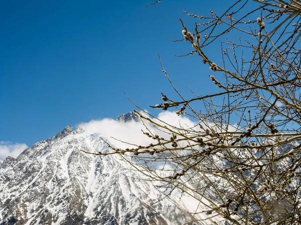 Dağlarda bir pınar. Açık mavi gökyüzüne karşı karla kaplı bir zirve, bir ağaç dalında catkins.
