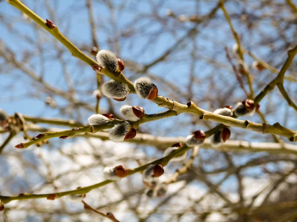 Dağlarda bir pınar. Açık mavi gökyüzüne karşı karla kaplı bir zirve, bir ağaç dalında catkins.