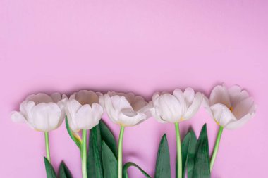 Üst üste pembe bir arka plan üzerinde beyaz laleler yalan