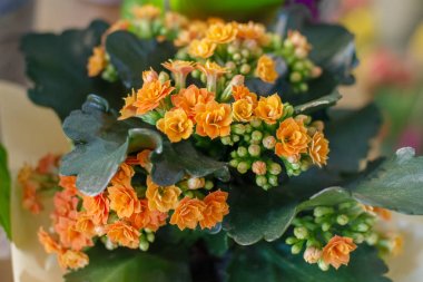 güzel turuncu aranjmani çiçek